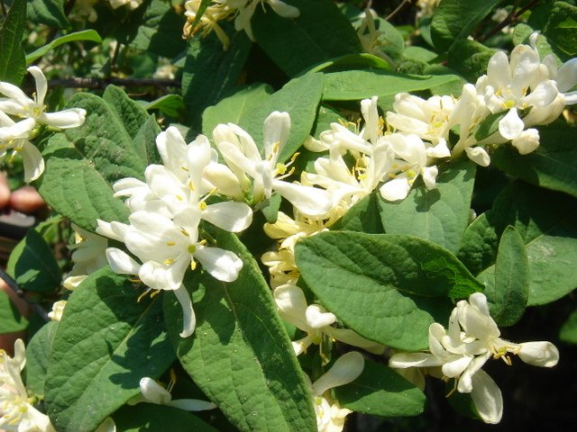 Lonicera oblongifolia P1D (3)